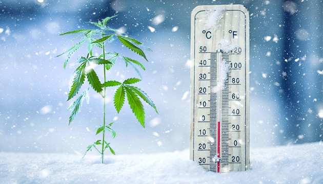 Ideal temperature for growing weed