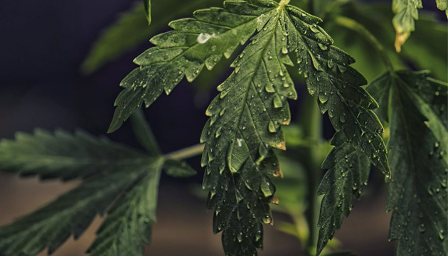 watering cannabis plants