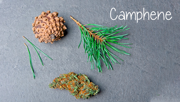 marijuana varieties have different flavors, aromas, and effects.