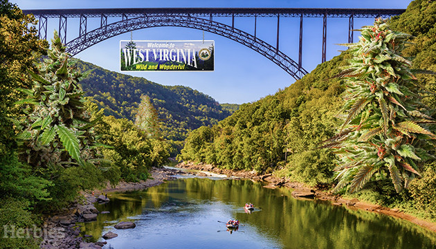 Marijuana Seeds in West Virginia