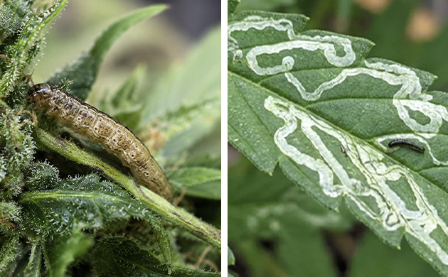 Maggots and fungus gnats: the guests you don't expect cannabis leaf problems guide