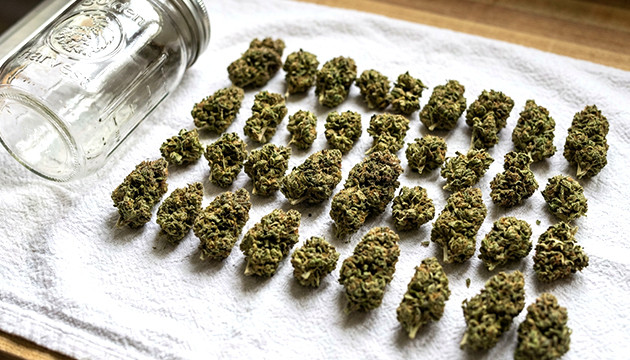 วิธีทำให้วัชพืชแห้งในขวดโหล how to dry and cure weed