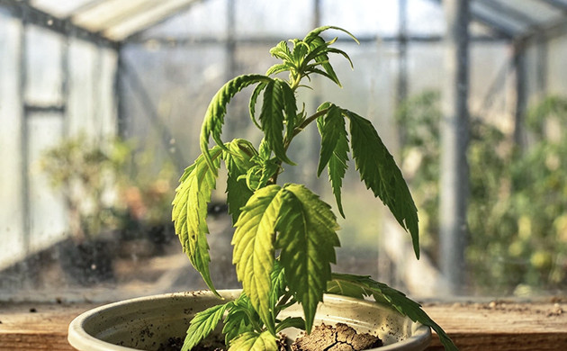 How to understand that your plant is underwatered cannabis problems