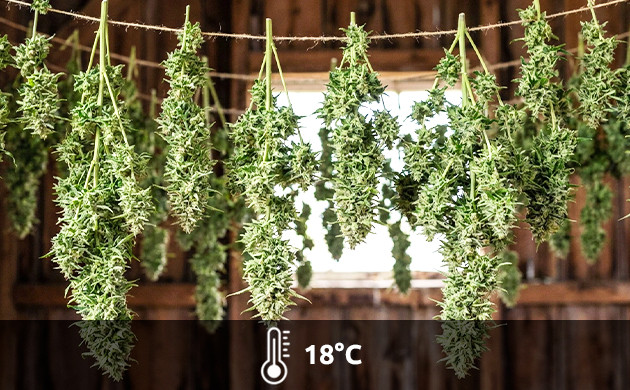 Temperatura ideal para el secado de marihuana a que temperatura se seca la marihuana