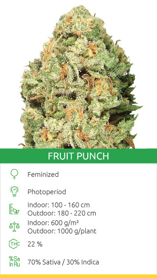 Fruit Punch