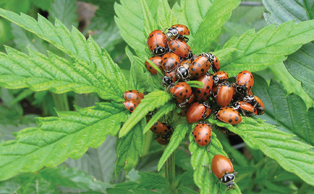 Come rilevare e uccidere i moscerini dei funghi sulla marijuana - Herbies