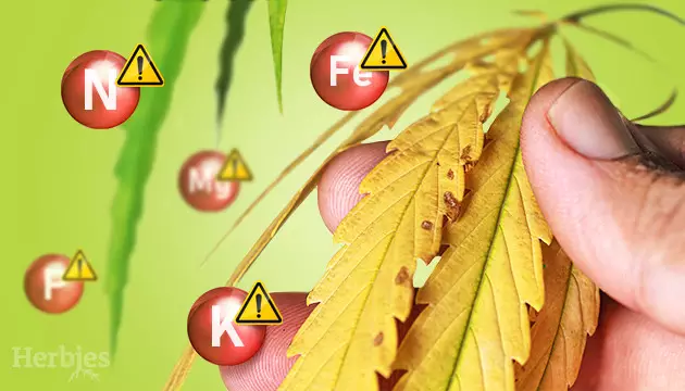 le blocage des nutriments du cannabis et comment y remédier