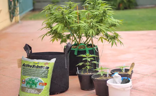 Tipos de tierra para tu cultivo exterior en maceta