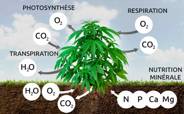 fonctions des feuilles de cannabis
