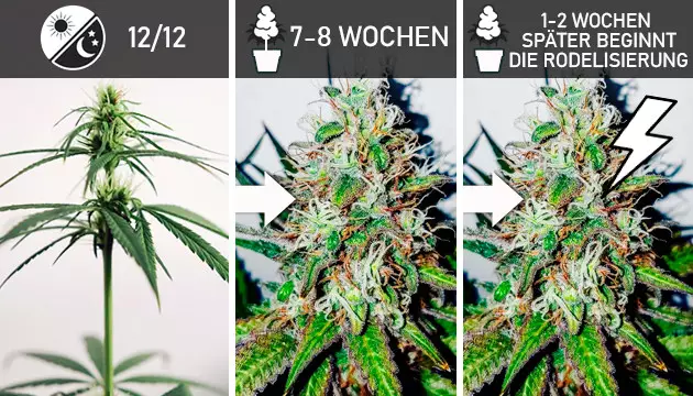 Unkrautsamen feminisieren