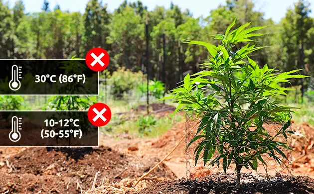 cultivando maconha