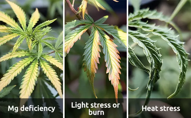 other problems commonly mistaken for iron deficiency