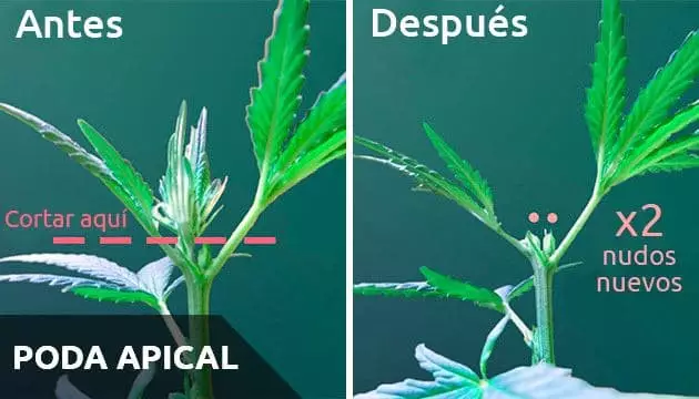 La poda apical o el Topping