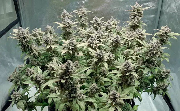 Gelato Auto flowering