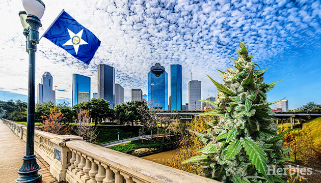 cannabis seeds in houston