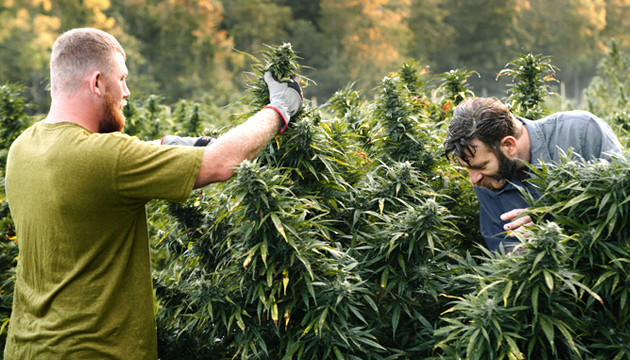 growing marijuana in the woods