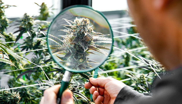 Cannabis Trichomes And How They Tell You When To Harvest - Herbies