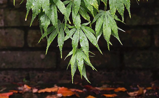 Japanese Maple