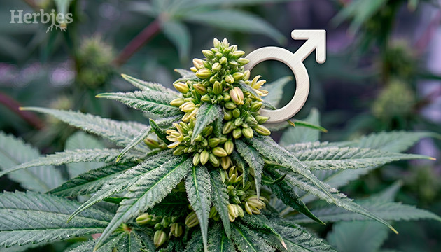 Plantas de cannabis masculinas male weed plant