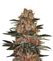 Purple Punch Auto feminized seeds for sale Purple Punch Auto (Barney's Farm)