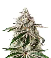 White Widow (Green House Seeds)