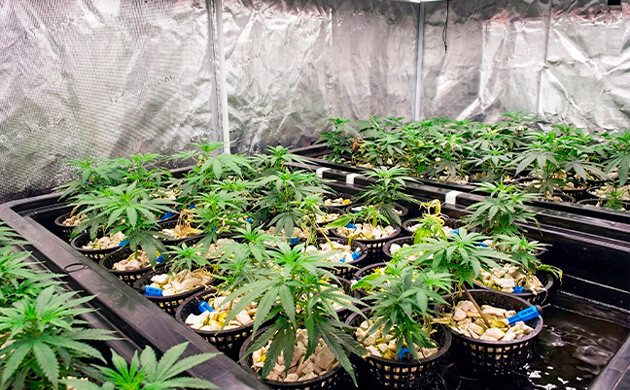 Mimosa x Orange Punch Grow Diary