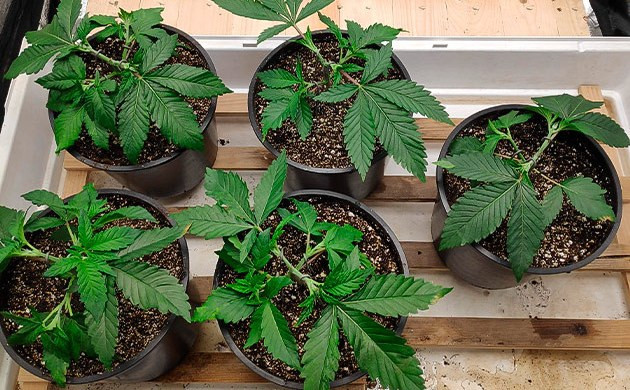Wedding Gelato grow photo