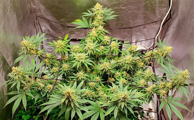 Grow Diary Grow diary hero