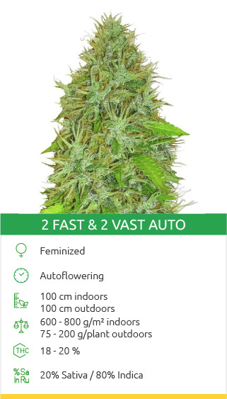 2 graines de variété Fast 2 Vast Auto