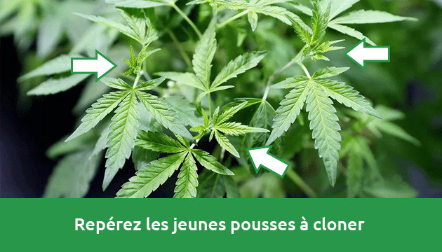 peut-on cloner un clone