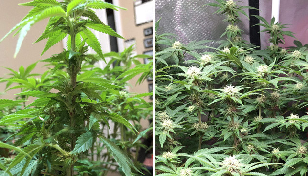 flowering marijuana plants