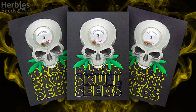 Blackskull Seeds cannabis seeds