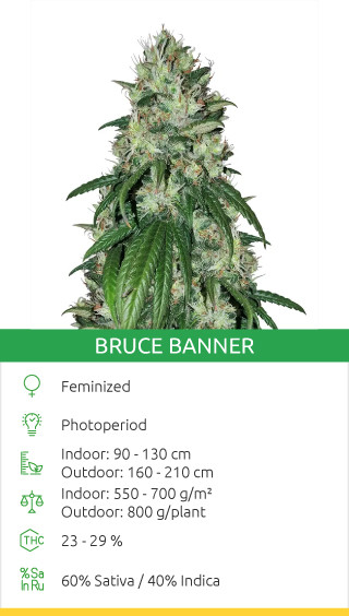 bruce banner