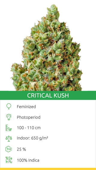 Top 10 Marijuana Strains In 2019 - Herbies