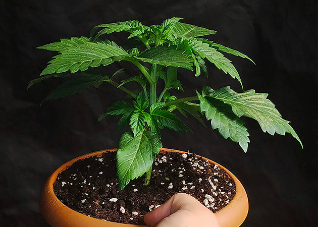 buy top marijuana seeds for sale