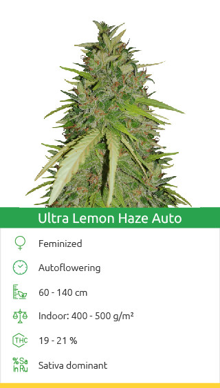 Ultra Lemon Haze Auto