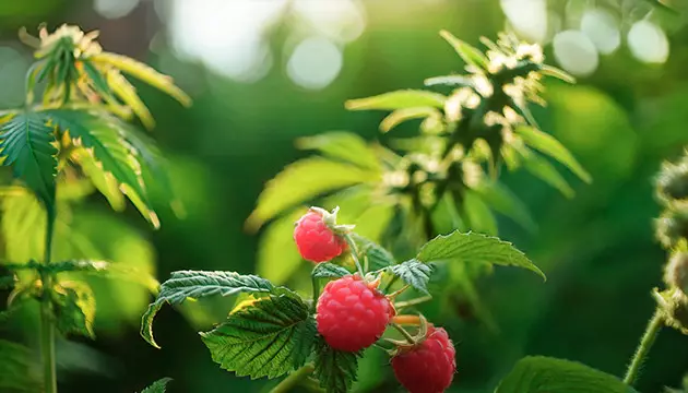 Marihuana im Wald anbauen