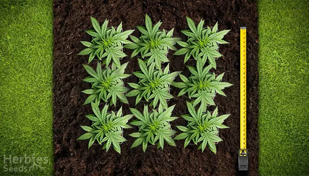 combien de plants de cannabis peut-on cultiver par mètre carré