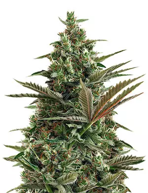 Lemon Haze cannabis strain