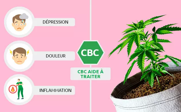 CBC permet de contrecarrer les effets du THC