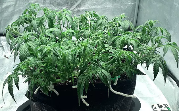 Gelato Auto vegetation
