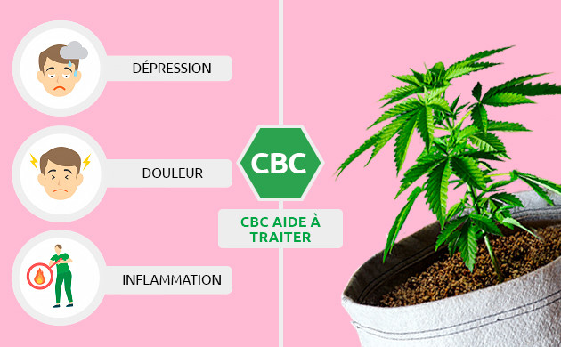 CBC permet de contrecarrer les effets du THC