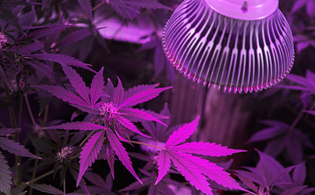 expose the plants to uv lights