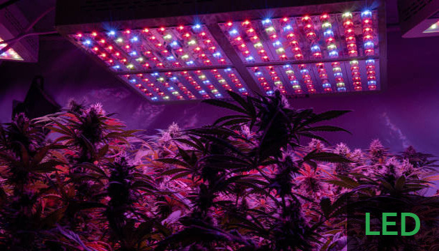 Focos de cultivo LED