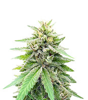 Lord Kush (Delicious Seeds)