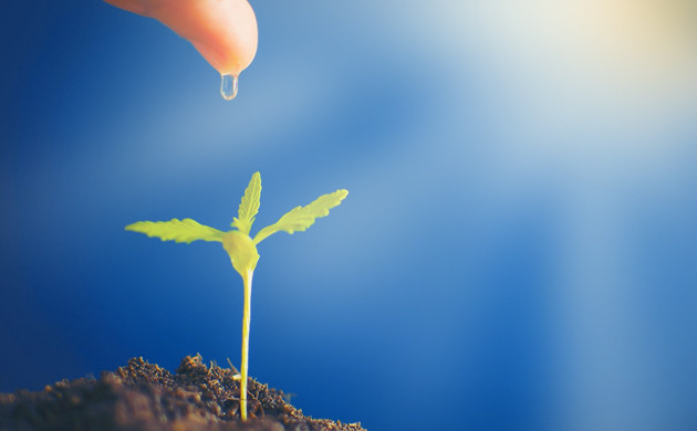 weed seedlings stretching