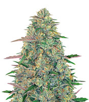 Pineapple Chunk (Barney's Farm)