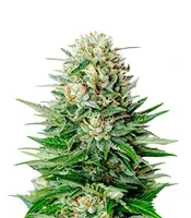Super Lemon Haze Auto (Green House Seeds)