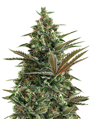 Lemon Haze plant