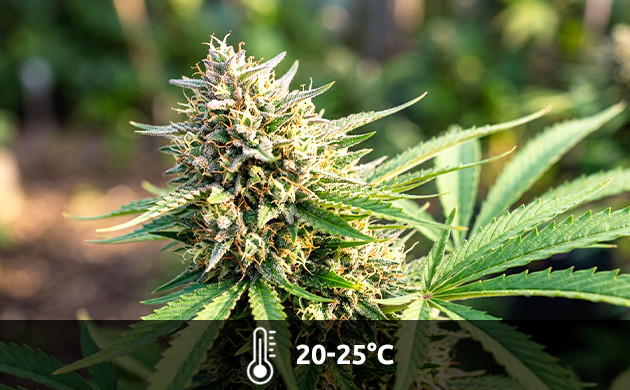 Temperatura para la fase de floración temperatura floracion marihuana